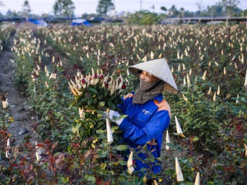 Người dân vựa hoa Đông Cương thức đêm thắp đèn, cứu hoa khỏi rét