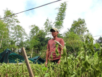 Nông dân Khánh Hòa mất trắng vụ Tết sau mưa lũ lịch sử