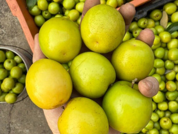 Đặc sản Hải Phòng trồng trên nền đất muối, vị ngọt như đường, ăn giòn mát