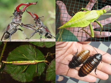4 loài côn trùng độc lạ được giới thú cưng săn lùng: Có con bé xíu giá 2 tỷ đồng vẫn hút khách