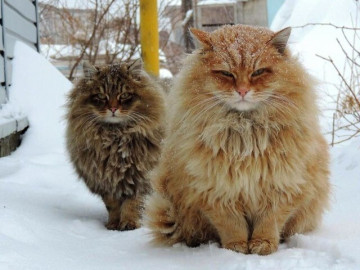 5 giống mèo khổng lồ được người chơi thú cưng săn đón, có con là Hoa hậu của loài mèo, giá bán lên tới hàng tỷ đồng