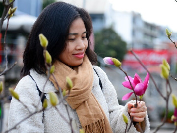 Tin tức - Còn hơn 2 tháng nữa mới Tết, hoa mộc lan nhập khẩu "đổ bộ" chợ hoa Quảng An, người Hà Nội thích thú săn đón