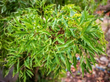 Ít ai ngờ loại lá rẻ tiền này lại được ví như "nhân sâm xanh", giúp phòng bệnh hiệu quả