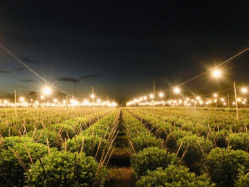 Tin tức - Biến đêm thành ngày ở "thủ phủ" hoa cúc miền Trung