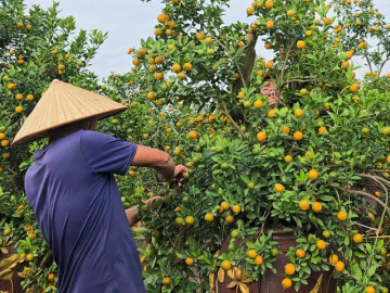 Người dân Tứ Liên hối hả đưa quất vào thế