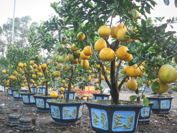 Bưởi cảnh, quất thế hàng chục triệu đồng "rục rịch" xuống phố