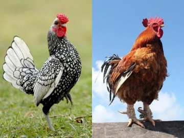 Lifestyle - 7 giống gà cảnh càng gần Tết càng đắt hàng, có loại "quý tộc" từng là cống phẩm tiến Vua, giá 100 triệu đồng/cặp 