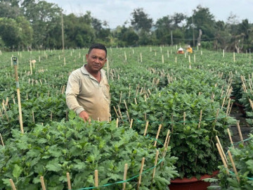 Tin tức - Nông dân Đắk Lắk vực dậy sau lũ, rốt ráo chuẩn bị vụ hoa Tết