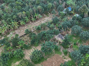 Xác xơ những khu vườn trồng đặc sản "tiến vua" ở Huế sau lũ