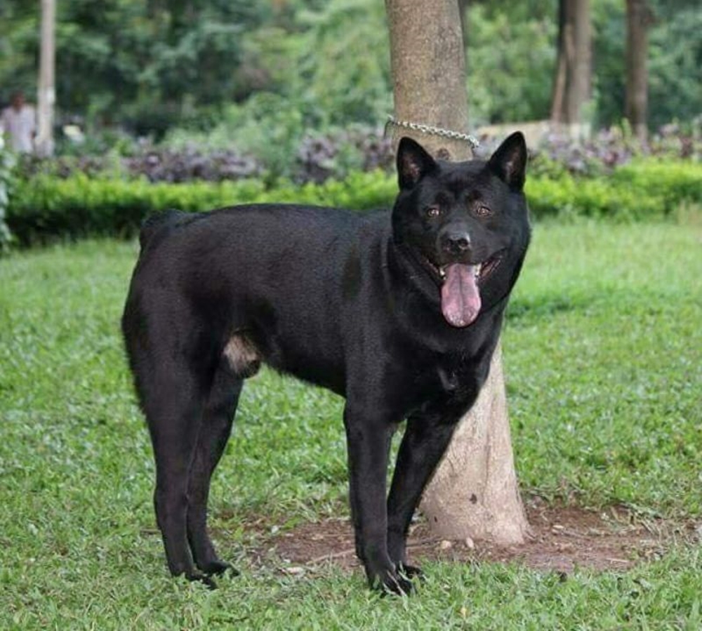 Chó Mông cộc hiện có giá bán khoảng 10 triệu đồng.