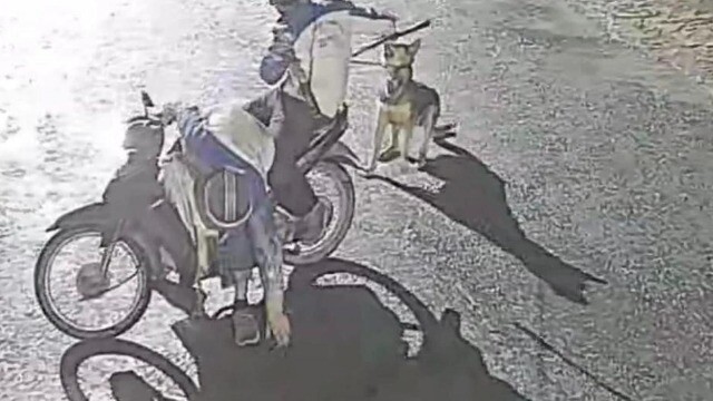 Ổ nhóm chuyên bắt trộm chó đêm khuya ‘lộ sáng’