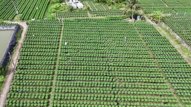 VIDEO: Làng hoa kiểng Tết ở miền Tây những ngày đầu tháng 12