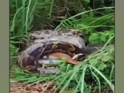 Clip Eva - Video trăn nuốt chửng hươu gây sốc