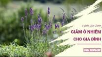 3 loại cây là  & quot;khắc tinh & quot; của bụi mịn, nhà nào cũng nên trồng ngay