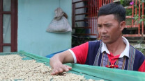 Clip: Trồng cà phê hướng hữu cơ, anh nông dân K’ho bán tận 300.000 đồng/kg