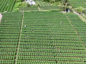 VIDEO: Làng hoa kiểng Tết ở miền Tây những ngày đầu tháng 12