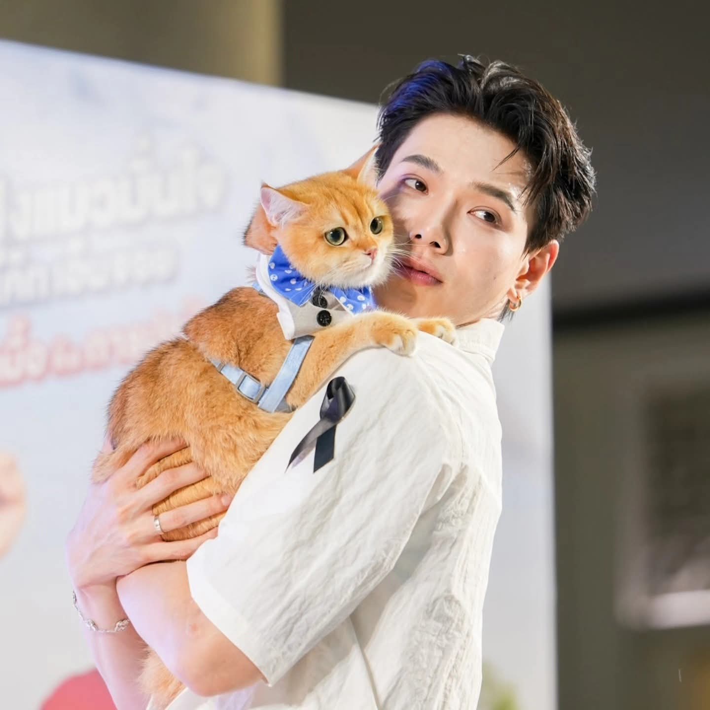 Daou được săn đón từ phim ảnh, âm nhạc, quảng cáo đến truyền hình thực tế.