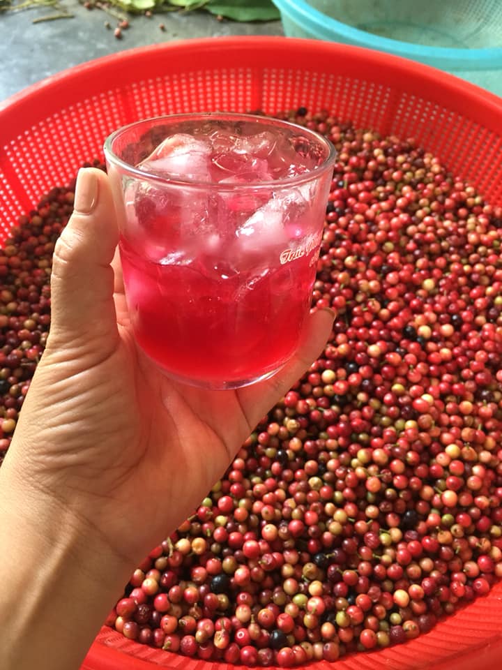 Loại Quả Xưa Rụng Đầy Trên Rừng Chẳng Ai Hái, Nay Đem Ngâm Rượu Thành Thức Uống Ngon Tuyệt Vời Lại Tốt Cho Sức Khỏe Loại Quả Xưa Rụng Đầy Trên Rừng Chẳng Ai Hái, Nay Đem Ngâm Rượu Thành Thức Uống Ngon Tuyệt Vời Lại Tốt Cho Sức Khỏe - 6