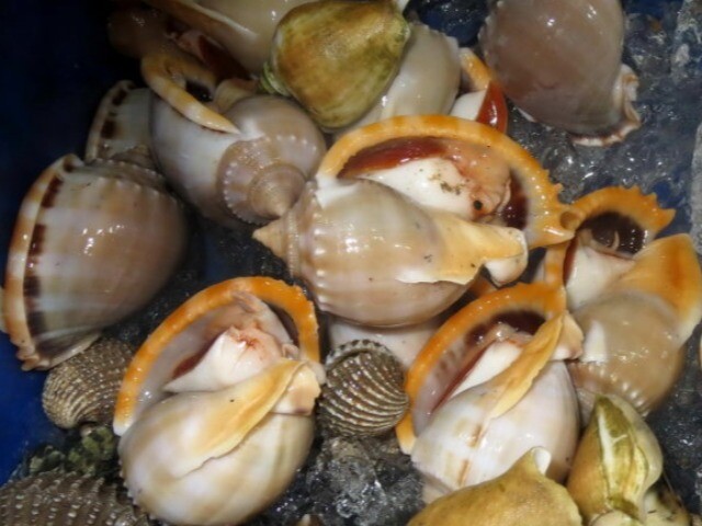 Loài ốc tên nghe đã thấy "bốc mùi" xưa chẳng ai thèm ăn, nay thành đặc sản không thể thiếu ở nhà hàng, giá đến 270.000đ/kg