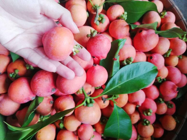 Loại Quả Màu Hồng Bắt Mắt Vừa Lạ Vừa Quen Xưa Rụng Thối Gốc Không Ai Nhặt Nay Thành Đặc Sản Bán Hết Veo Loại Quả Màu Hồng Bắt Mắt Vừa Lạ Vừa Quen Xưa Rụng Thối Gốc Không Ai Nhặt Nay Thành Đặc Sản Bán Hết Veo - 2