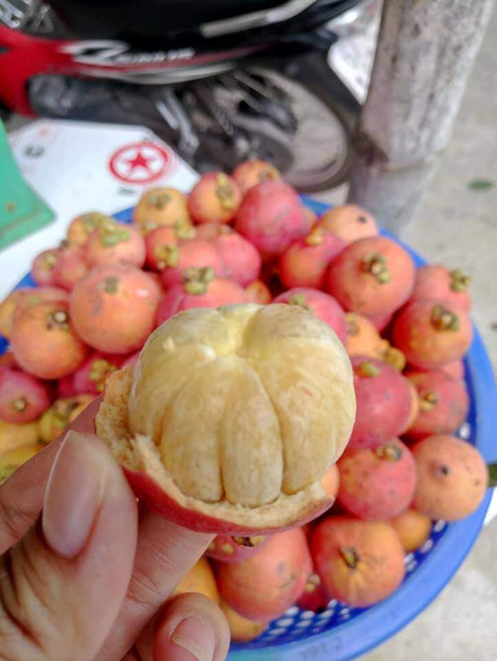 Loại Quả Màu Hồng Bắt Mắt Vừa Lạ Vừa Quen Xưa Rụng Thối Gốc Không Ai Nhặt Nay Thành Đặc Sản Bán Hết Veo Loại Quả Màu Hồng Bắt Mắt Vừa Lạ Vừa Quen Xưa Rụng Thối Gốc Không Ai Nhặt Nay Thành Đặc Sản Bán Hết Veo - 4