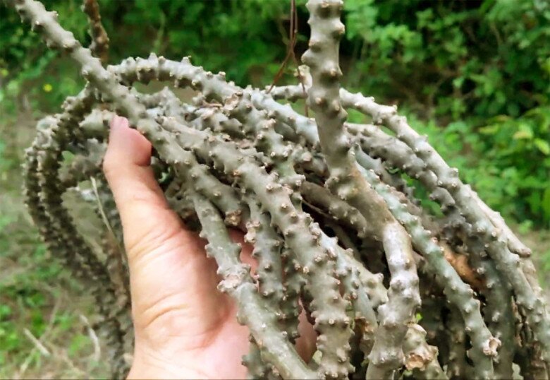 Hàng loạt TikToker thử thách ăn món amp;#34;đắng nhất Việt Namamp;#34;: Hầu hết đều nhăn mặt và nhổ bỏ ngay lập tức - 3