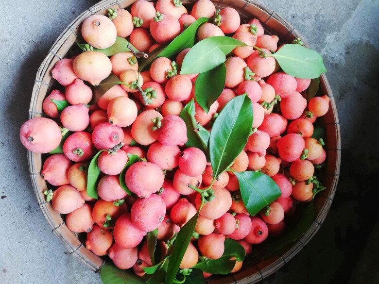 Loại Quả Màu Hồng Bắt Mắt Vừa Lạ Vừa Quen Xưa Rụng Thối Gốc Không Ai Nhặt Nay Thành Đặc Sản Bán Hết Veo Loại Quả Màu Hồng Bắt Mắt Vừa Lạ Vừa Quen Xưa Rụng Thối Gốc Không Ai Nhặt Nay Thành Đặc Sản Bán Hết Veo - 3