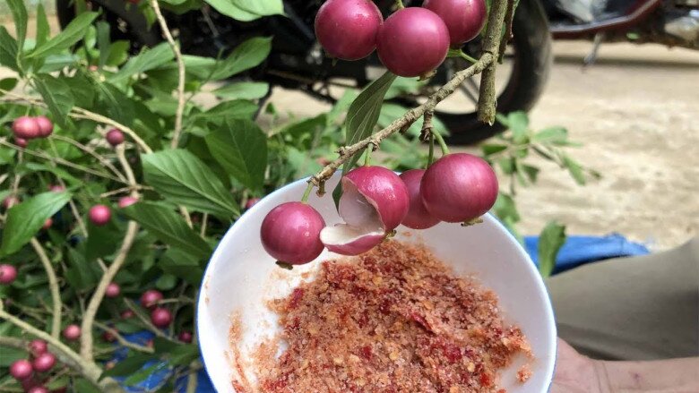 Trái lạ mọc dại trên rừng xưa rụng thối gốc không ai nhặt: Nay thành thức quà tuổi thơ, quả đỏ au nhìn siêu hấp dẫn Trái lạ mọc dại trên rừng xưa rụng thối gốc không ai nhặt: Nay thành thức quà tuổi thơ, quả đỏ au nhìn siêu hấp dẫn - 4