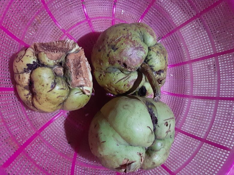 Loại Quả Nhắc Tên Đã Rớt Nước Miếng, Xưa Chỉ Mọc Dại Không Ai Thèm Ăn Nay Thành Của Hiếm Phải Đặt Trước Mới Có Loại Quả Nhắc Tên Đã Amp;#34;Rớt Nước Miếngamp;#34;, Xưa Chỉ Mọc Dại Không Ai Thèm Ăn Nay Thành Của Hiếm Phải Đặt Trước Mới Có - 5