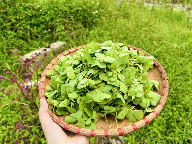 Thứ rau mọc bờ bụi phải nhổ bỏ như cỏ dại nay thành đặc sản chị em lùng mua, nấu canh cua thì ngon hơn amp;#34;sơn hào hải vịamp;#34; - 5