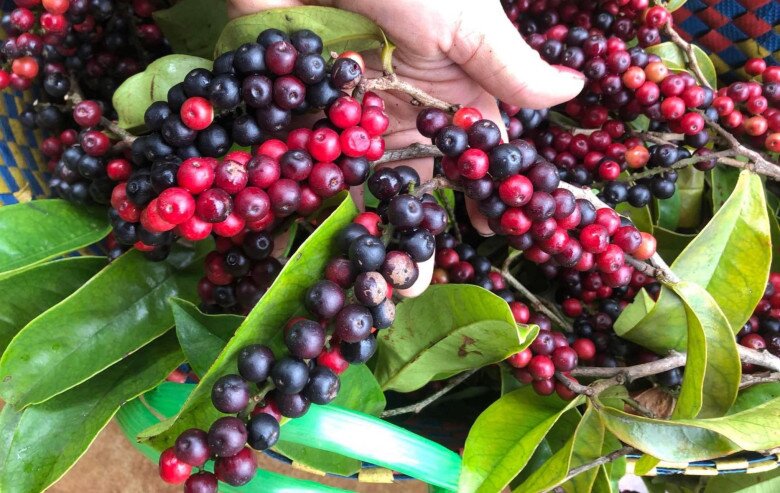 Loại Quả Xưa Rụng Đầy Trên Rừng Chẳng Ai Hái, Nay Đem Ngâm Rượu Thành Thức Uống Ngon Tuyệt Vời Lại Tốt Cho Sức Khỏe Loại Quả Xưa Rụng Đầy Trên Rừng Chẳng Ai Hái, Nay Đem Ngâm Rượu Thành Thức Uống Ngon Tuyệt Vời Lại Tốt Cho Sức Khỏe - 2