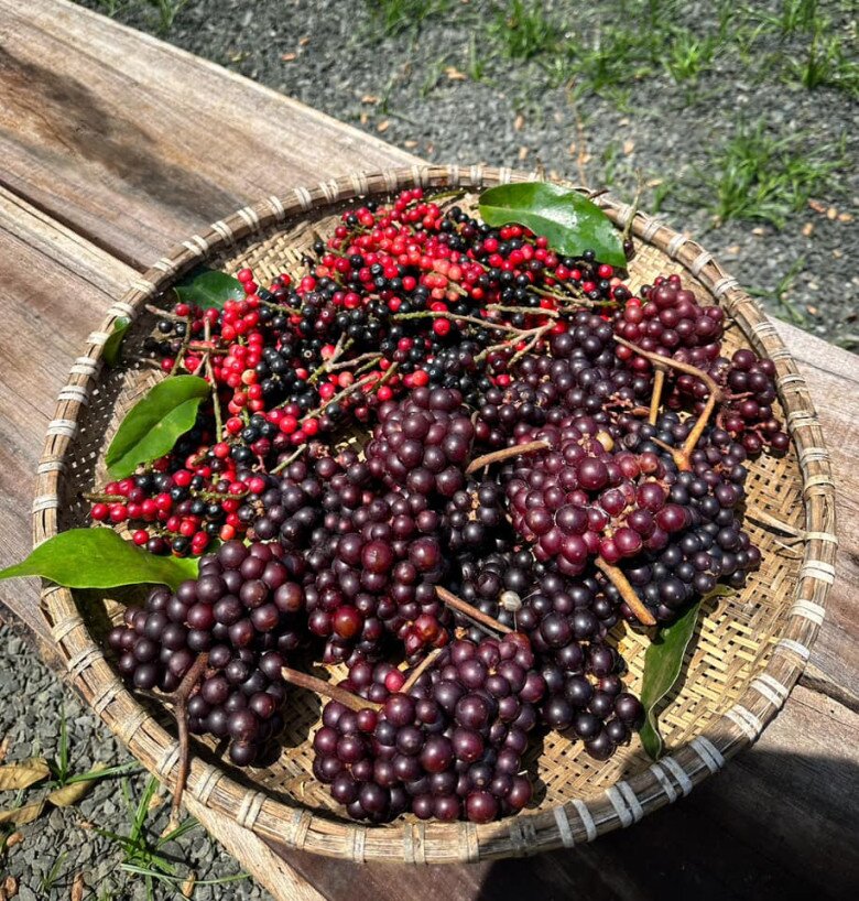 Loại Quả Xưa Rụng Đầy Trên Rừng Chẳng Ai Hái, Nay Đem Ngâm Rượu Thành Thức Uống Ngon Tuyệt Vời Lại Tốt Cho Sức Khỏe Loại Quả Xưa Rụng Đầy Trên Rừng Chẳng Ai Hái, Nay Đem Ngâm Rượu Thành Thức Uống Ngon Tuyệt Vời Lại Tốt Cho Sức Khỏe - 3