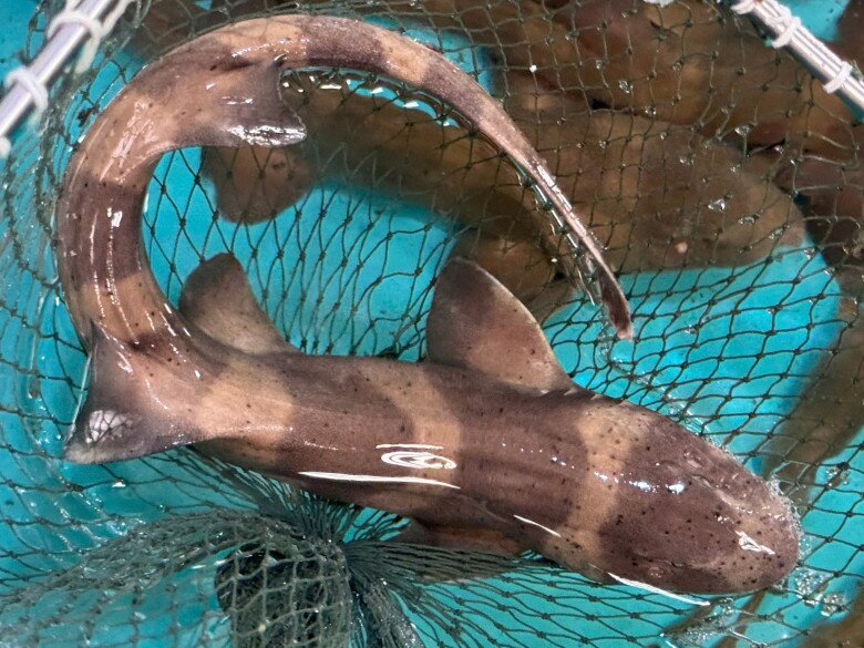 Loài cá chỉ người giàu mới dám ăn: Thịt ngon ngọt bổ dưỡng, còn ăn được cả xương - 2