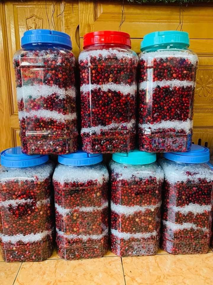 Loại Quả Xưa Rụng Đầy Trên Rừng Chẳng Ai Hái, Nay Đem Ngâm Rượu Thành Thức Uống Ngon Tuyệt Vời Lại Tốt Cho Sức Khỏe Loại Quả Xưa Rụng Đầy Trên Rừng Chẳng Ai Hái, Nay Đem Ngâm Rượu Thành Thức Uống Ngon Tuyệt Vời Lại Tốt Cho Sức Khỏe - 5