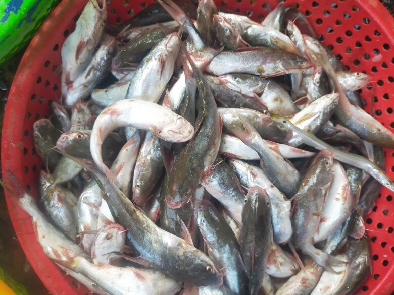 Loài cá có tên tưởng nhập khẩu nước ngoài thực chất là đặc sản Quảng Nam, ăn thử một lần nhớ cả đời - 2