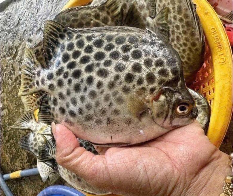 Loài cá có tên lạ xưa từng bị lãng quên, nay thành đặc sản nổi tiếng ở Cà Mau nhờ vị thơm béo khó cưỡng - 1