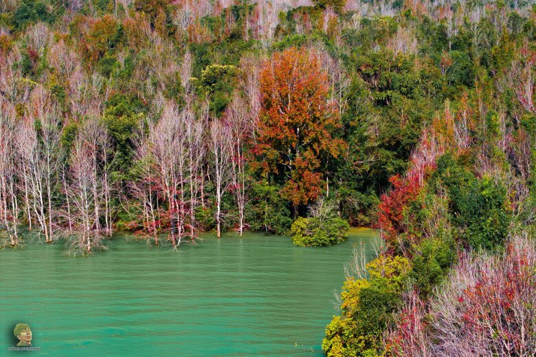 Rừng Phong Thay Lá Đẹp Ngây Người Như Trời Tây Giữa Lòng Quảng Trị, Ai Đến Cũng Ngỡ Ngàng Vì Quá Đẹp! Rừng Phong Thay Lá Đẹp Ngây Người Như Trời Tây Giữa Lòng Quảng Trị, Ai Đến Cũng Ngỡ Ngàng Vì Quá Đẹp! - 5