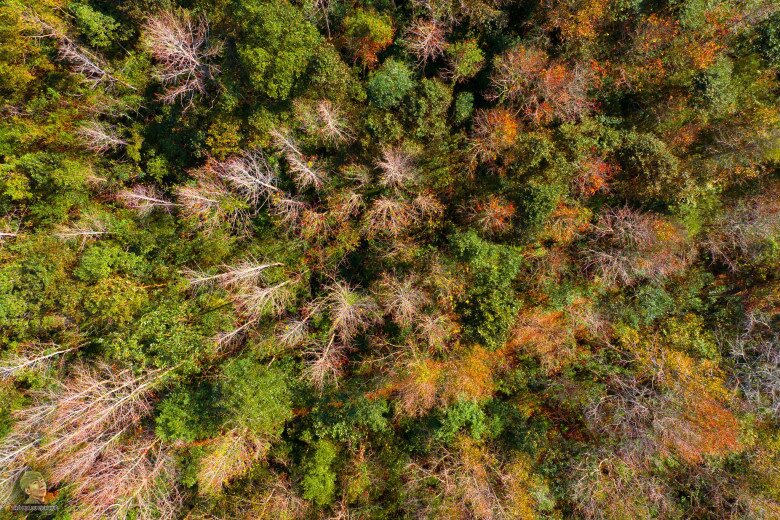 Rừng Phong Thay Lá Đẹp Ngây Người Như Trời Tây Giữa Lòng Quảng Trị, Ai Đến Cũng Ngỡ Ngàng Vì Quá Đẹp! Rừng Phong Thay Lá Đẹp Ngây Người Như Trời Tây Giữa Lòng Quảng Trị, Ai Đến Cũng Ngỡ Ngàng Vì Quá Đẹp! - 4