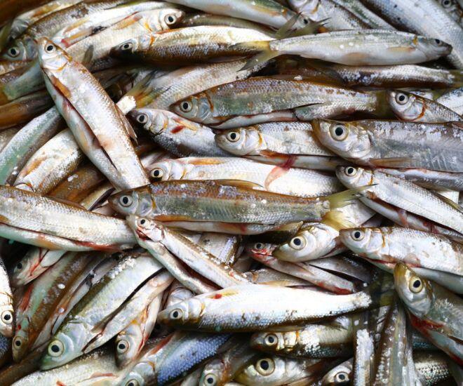 Loài Cá Bé Bằng Ngón Tay Xưa Đầy Phải Đem Cho Lợn Ăn, Nay Thành Phơi Khô Thành Đặc Sản Giá Đến 300.000 Đồng/Kg Loài Cá Bé Bằng Ngón Tay Xưa Đầy Phải Đem Cho Lợn Ăn, Nay Thành Phơi Khô Thành Đặc Sản Giá Đến 300.000 Đồng/Kg - 1