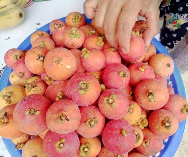 Loại quả màu hồng bắt mắt vừa lạ vừa quen xưa rụng thối gốc không ai nhặt nay thành đặc sản bán hết veo - 1