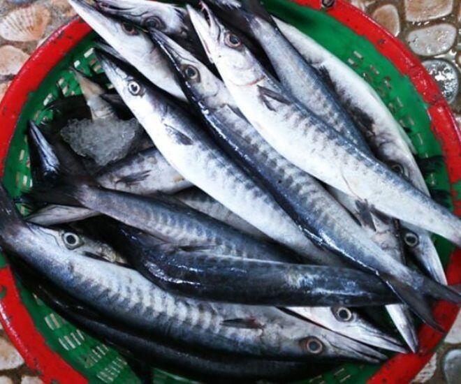 Loại cá nhọn hoắt có cái tên cực lạ chỉ ở Phú Quốc mới ngon nhất, gây nghiện bởi vị ngọt đậm tự nhiên hiếm có - 1