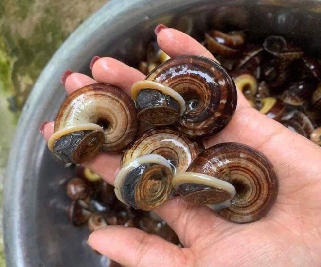 Loài Ốc Lạ Chỉ Ăn Cây Thuốc Trên Rừng, Có Mùi Thơm Như Thuốc Bắc, Giá Tới 400.000Đ/Kg Vẫn Ùn Ùn Người Mua Vì Bổ Dưỡng - 1