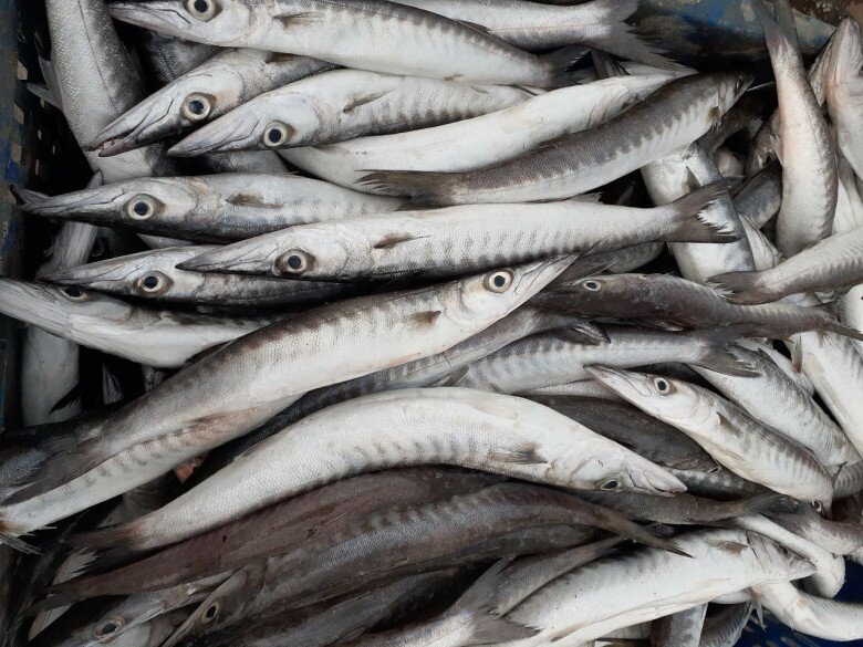 Loại Cá Nhọn Hoắt Có Cái Tên Cực Lạ Chỉ Ở Phú Quốc Mới Ngon Nhất, Gây Nghiện Bởi Vị Ngọt Đậm Tự Nhiên Hiếm Có Loại Cá Nhọn Hoắt Có Cái Tên Cực Lạ Chỉ Ở Phú Quốc Mới Ngon Nhất, Gây Nghiện Bởi Vị Ngọt Đậm Tự Nhiên Hiếm Có - 5