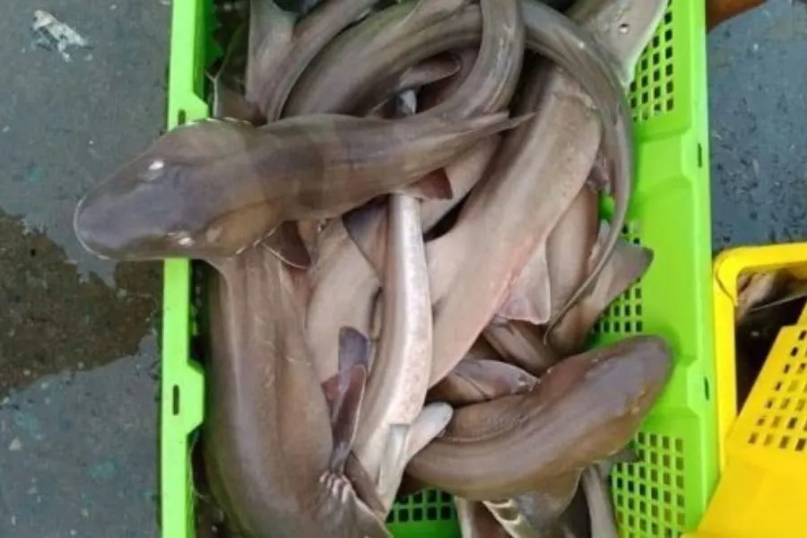 Loài cá chỉ người giàu mới dám ăn: Thịt ngon ngọt bổ dưỡng, còn ăn được cả xương - 5