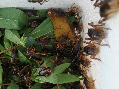 Loài vật nhìn đã rùng mình nay là đặc sản Đồng Nai dân sành ăn thích mê, cách săn bắt độc lạ chỉ dân chuyên biết