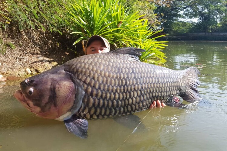 Loài cá chỉ đại gia mới dám ăn, nặng hơn 100kg vẫn amp;#34;săn lùngamp;#34; ráo riết vì siêu hiếm, thịt ngon béo giàu dinh dưỡng - 5