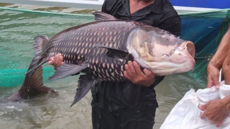 Loài cá chỉ đại gia mới dám ăn, nặng hơn 100kg vẫn amp;#34;săn lùngamp;#34; ráo riết vì siêu hiếm, thịt ngon béo giàu dinh dưỡng - 3