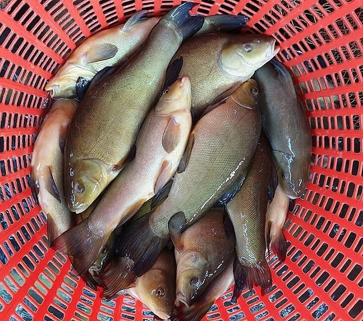 Loài Cá Có Mùi Thơm Lạ Kỳ Xưa Chẳng Ai Biết, Nay Thành Đặc Sản Vì Quá Khó Nuôi Loài Cá Có Mùi Thơm Lạ Kỳ Xưa Chẳng Ai Biết, Nay Thành Đặc Sản Vì Quá Khó Nuôi - 3