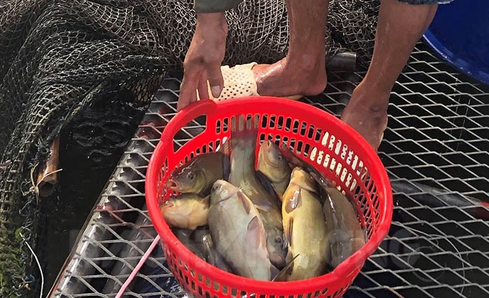 Loài Cá Có Mùi Thơm Lạ Kỳ Xưa Chẳng Ai Biết, Nay Thành Đặc Sản Vì Quá Khó Nuôi Loài Cá Có Mùi Thơm Lạ Kỳ Xưa Chẳng Ai Biết, Nay Thành Đặc Sản Vì Quá Khó Nuôi - 4