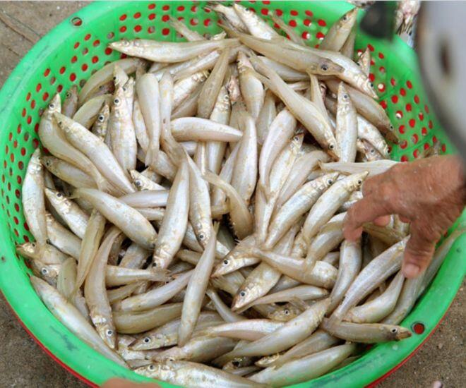 Loài cá có tên nghe amp;#34;cục súcamp;#34; đem làm gỏi thành đặc sản nức tiếng ở Hà Tĩnh, người khó tính nhất cũng gật gù khen ngon - 1